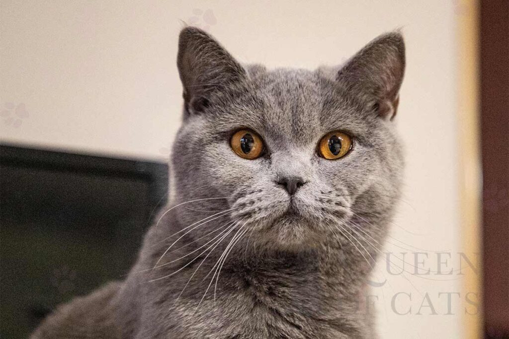British Shorthair for sale in England