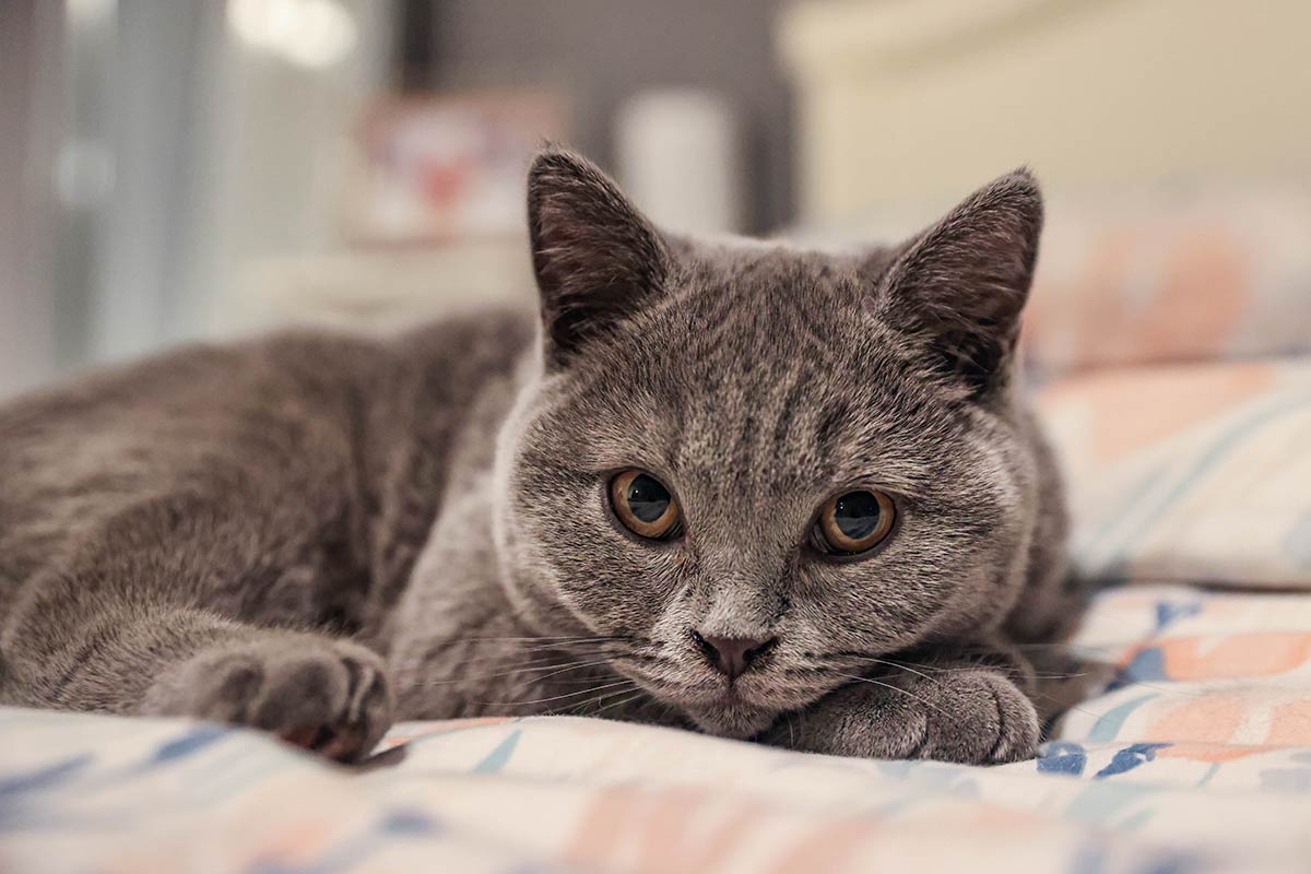 Blue British Shorthair Cat at Queen of Cats in Norfolk