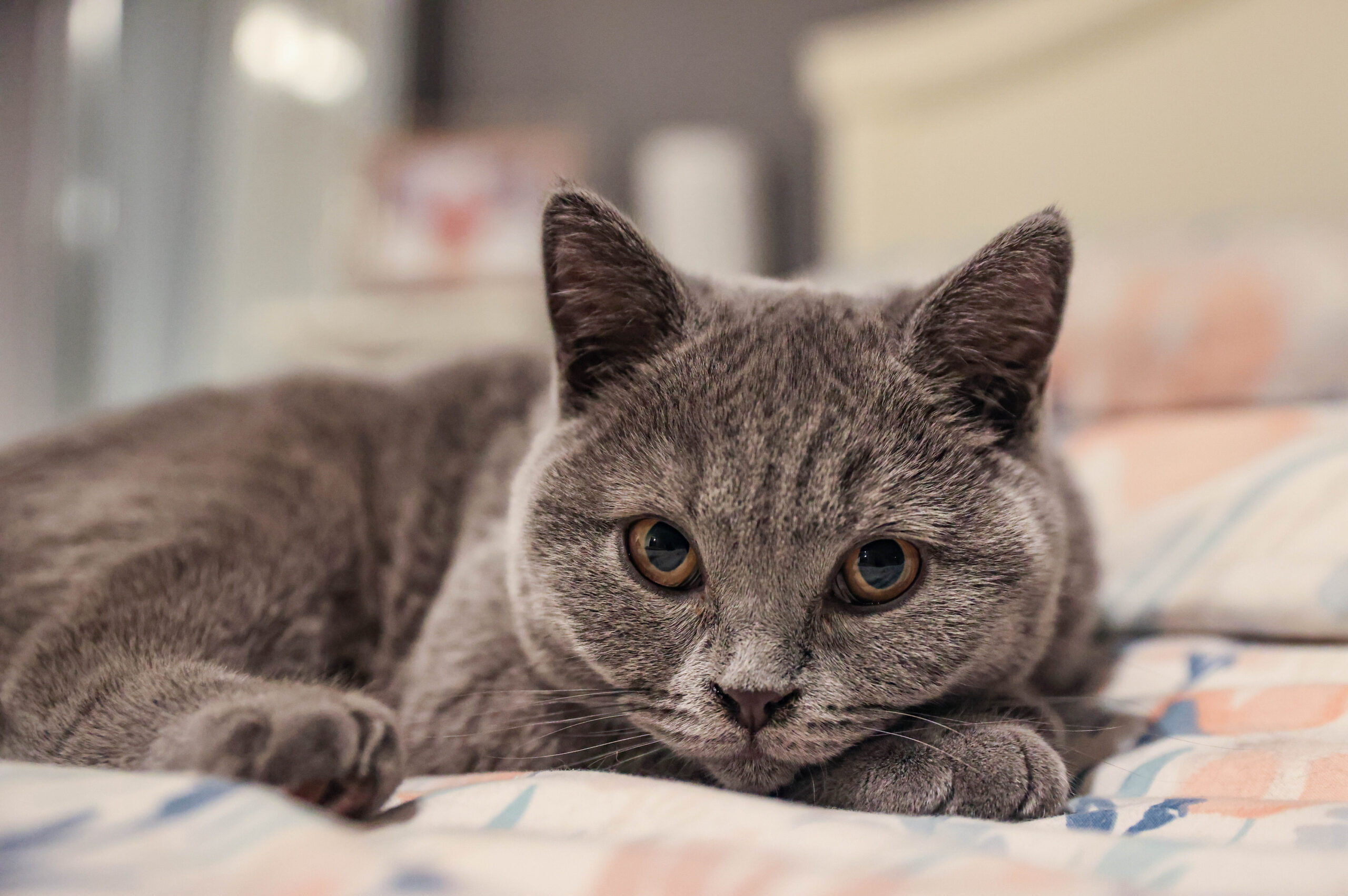 Blue British Shorthair Cat at Queen of Cats in Norfolk